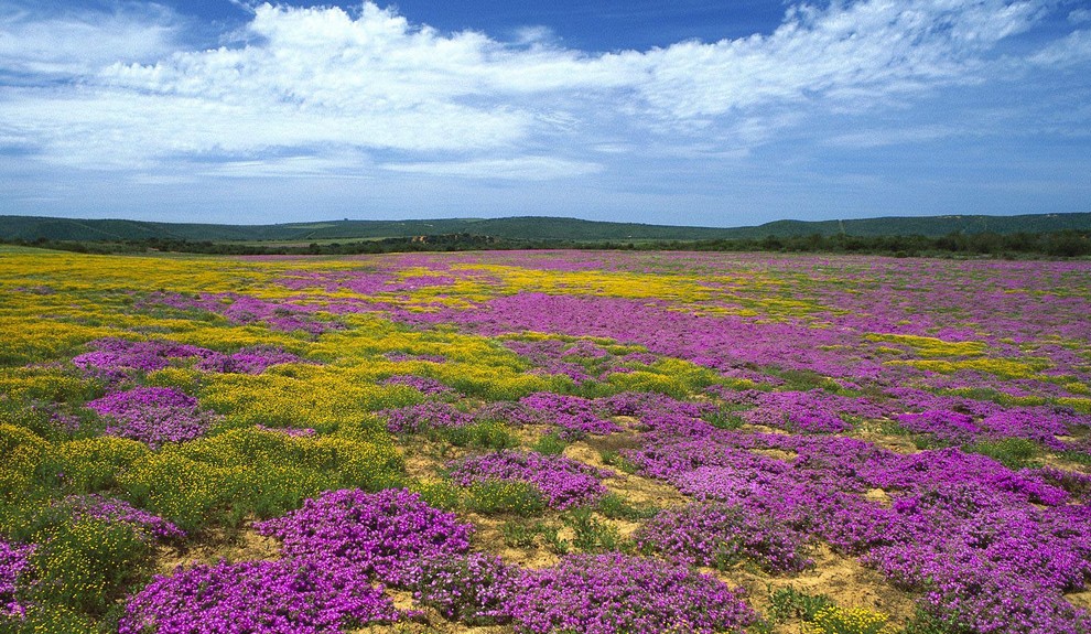 Cape Fynbos