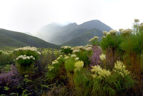 Cape Fynbos