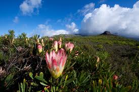 Cape Proteas