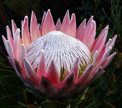 Protea Cynaroides